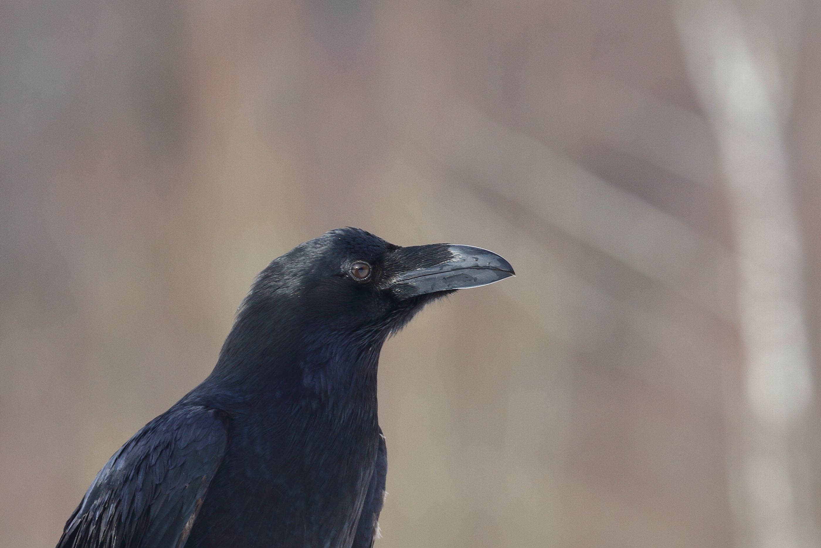 Sie sehen ein Bild mit dem Kolkraben - mit seinem kräftigen, schwarzen Gefieder