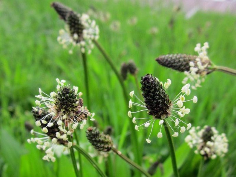 Sie sehen ein bild mit Spitzwegerich - Eine Blume mit weißen kleinen Blütenblättern die von einem kegelförmigen Bütenstand abstehen. 