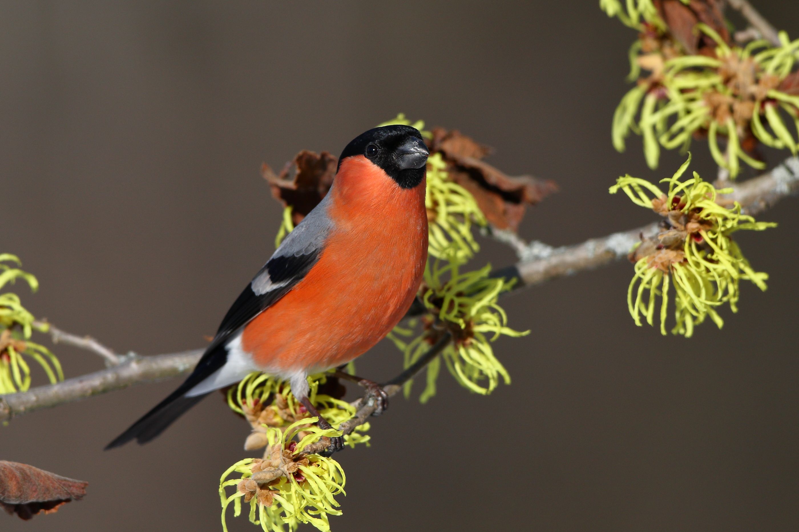 Sie sehen ein Bild mit dem Gimpel ein auffälliges, leuchtend rotes Brustgefieder aus, das einen markanten Kontrast zu ihrem grauen Rücken und schwarzen Kopf