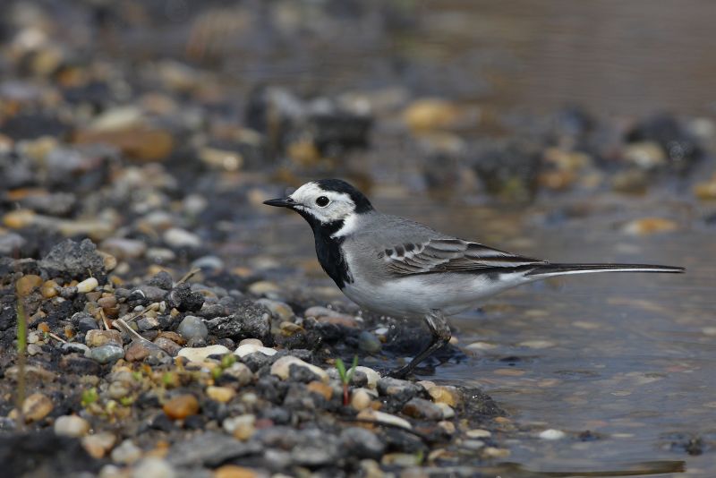Sie sehen ein Bild mit einer Bachstelze - Foto: © Bernhard Huber