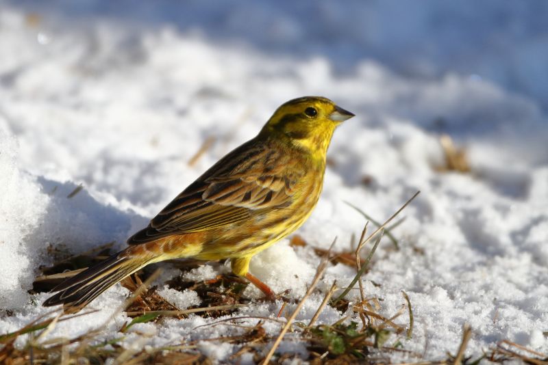 Sie sehen ein Bild von einer Goldammer - Foto: © Bernhard Huber