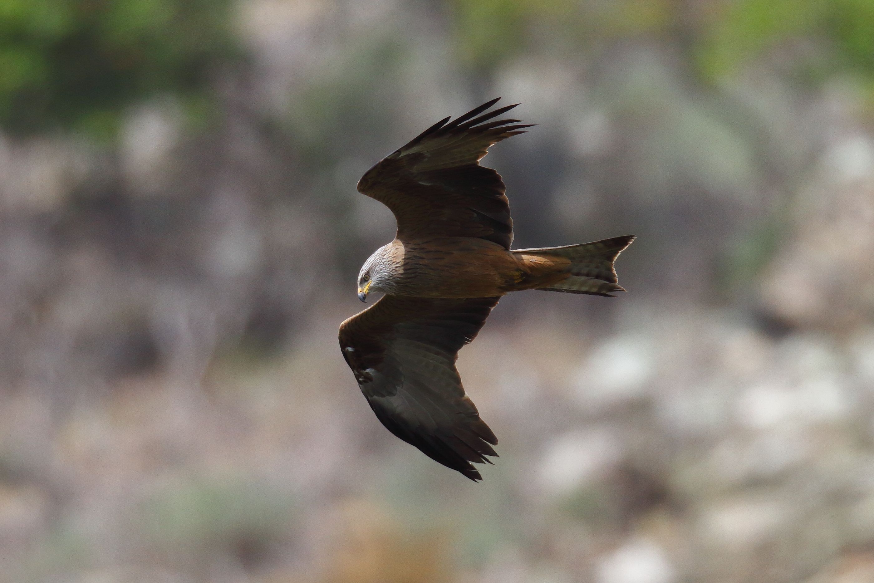 Sie sehen ein Bild mit dem Schwarzmilan Sein Gefieder ist überwiegend dunkelbraun bis schwarz, mit einem auffälligen, langen, gegabelten Schwanz