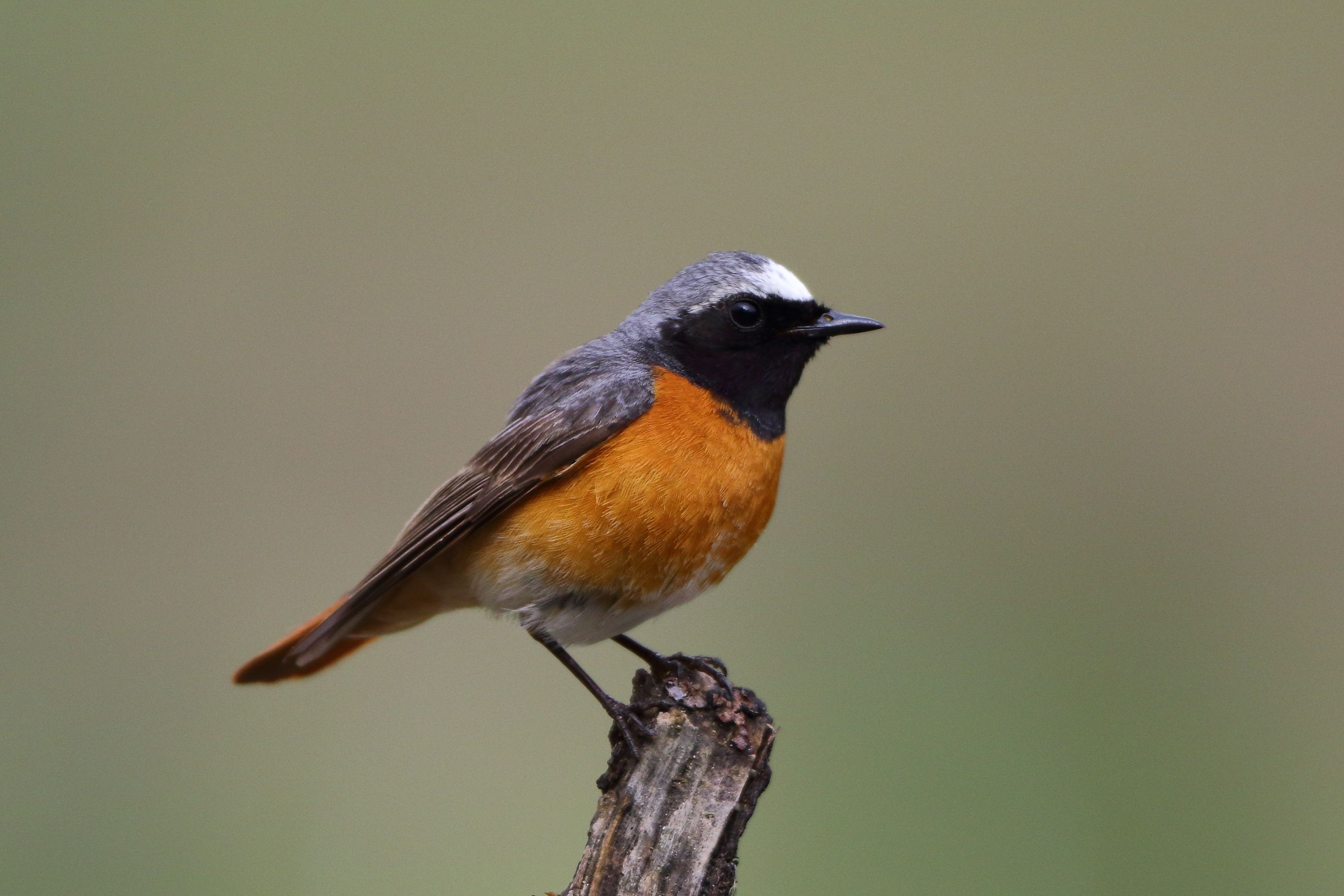 Sie sehen ein Bild von dem Gartenrotschwanz- Die Brust ist rötlich gefärbt