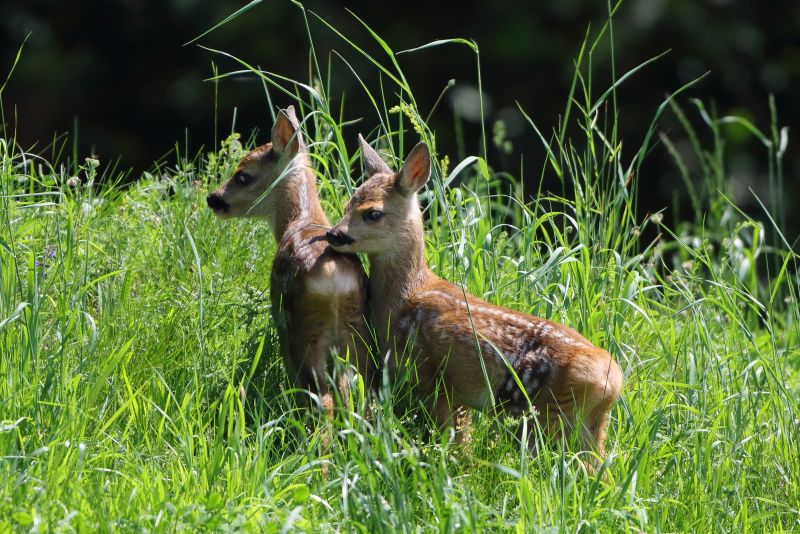 Sie sehen ein Bild mit zwei Rehkitz Foto: © Bernhard Huber
