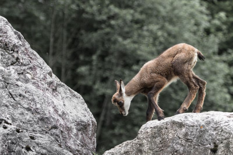 Sie sehen ein Bild mit einem Gamskitz - Foto: © Gams rupicapra rupicapra. Foto: © Rudi Reiner - Stock photo ID:816197986