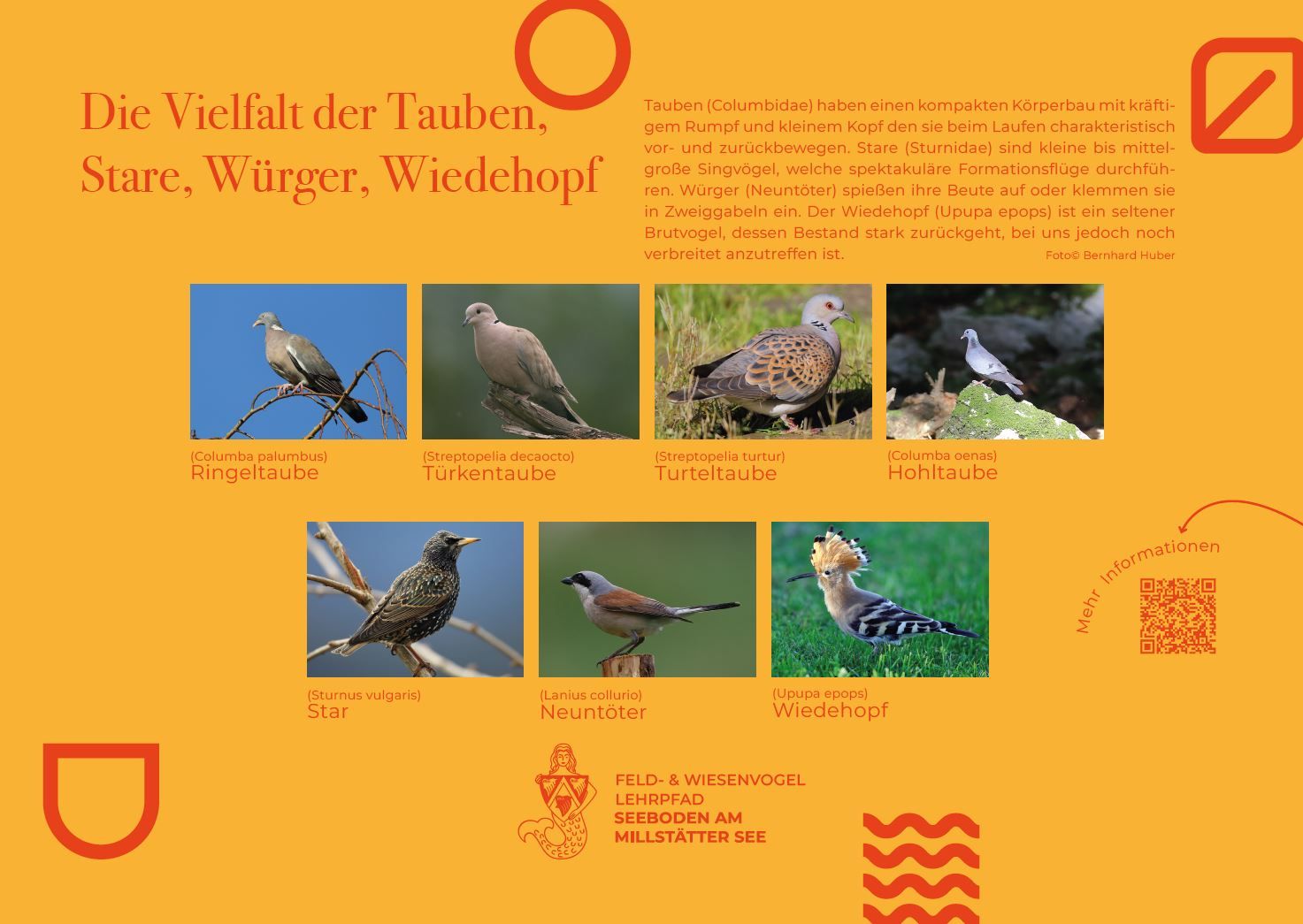 Sie sehen die Tafel mit allen Informationen zu Tauben, Stare, Würger, Wiedehopf