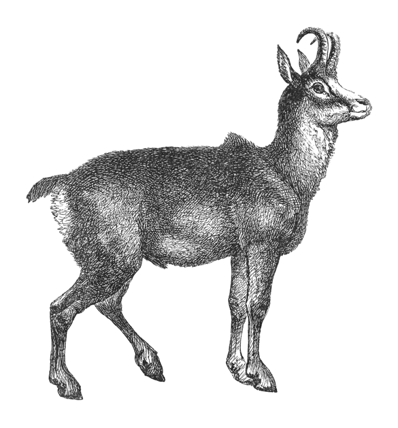 Sie sehen ein Bild mit einem Gamswild - Vintage gravierte Illustration isoliert auf weißem Hintergrund - Gämse (Rupicapra rupicapra) - Foto: © Hein Nouwens -  Stock illustration ID:1369303438